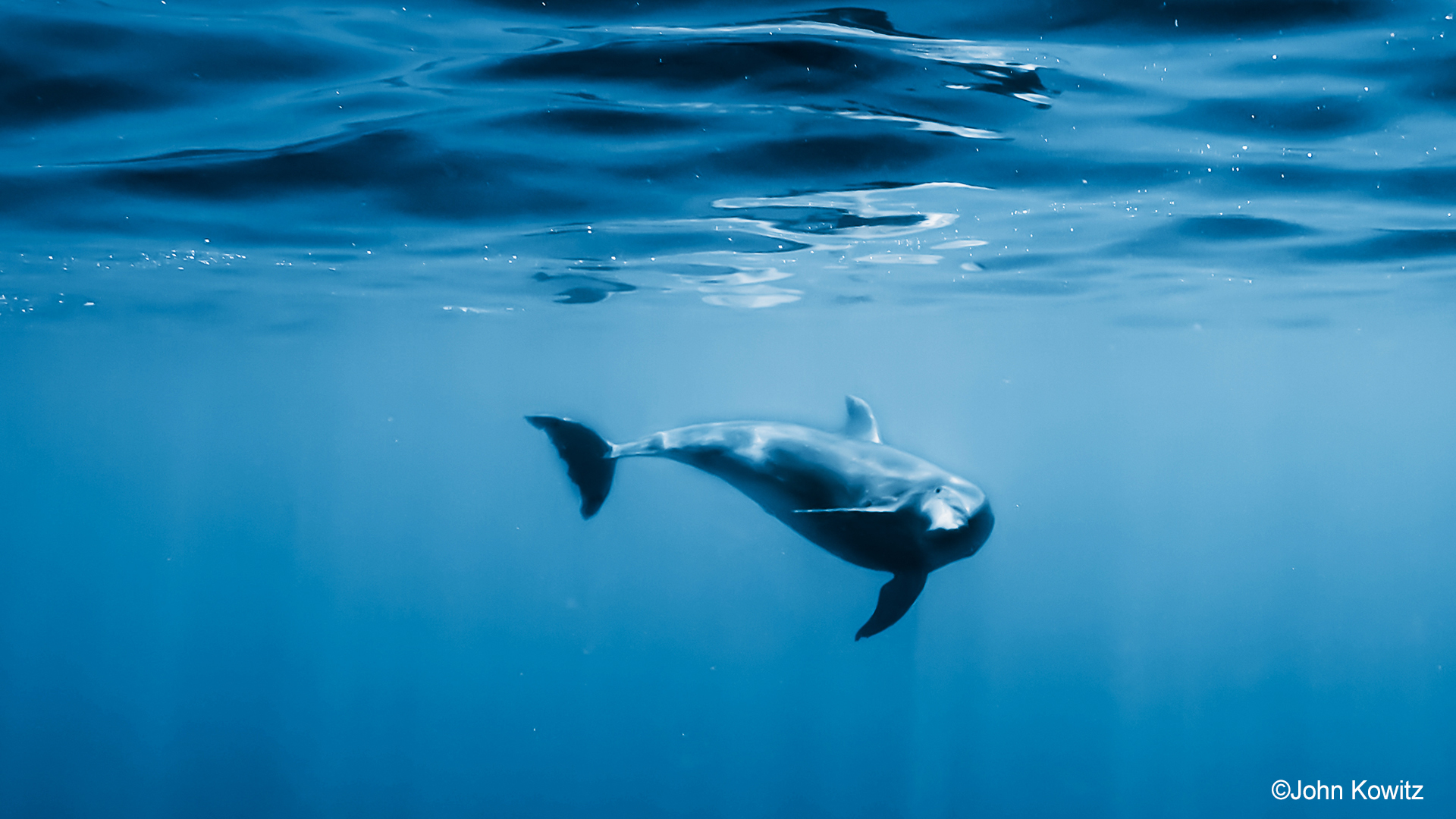 A dolphin swimming underwater