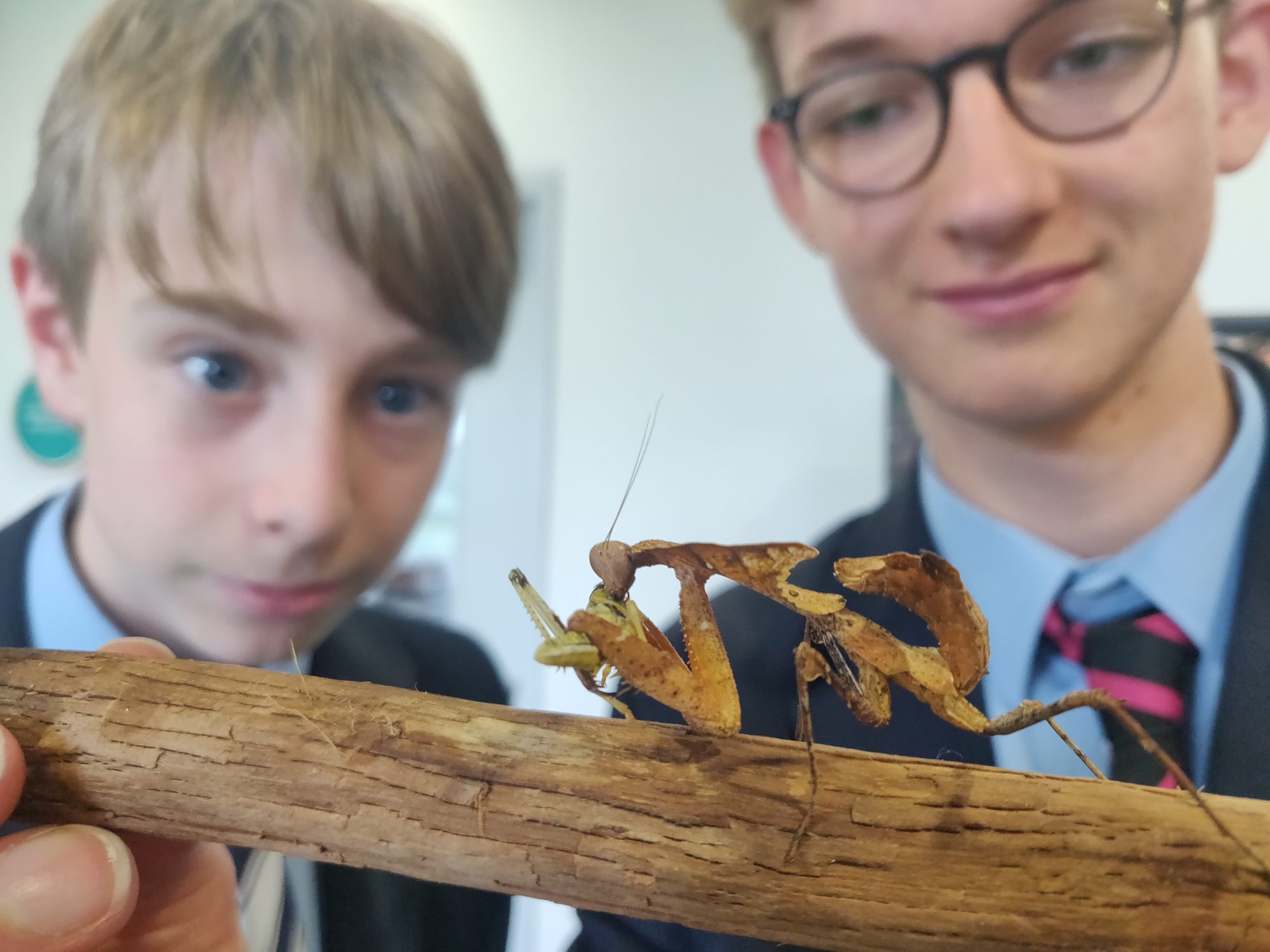 Entomology Club Abingdon Senior School
